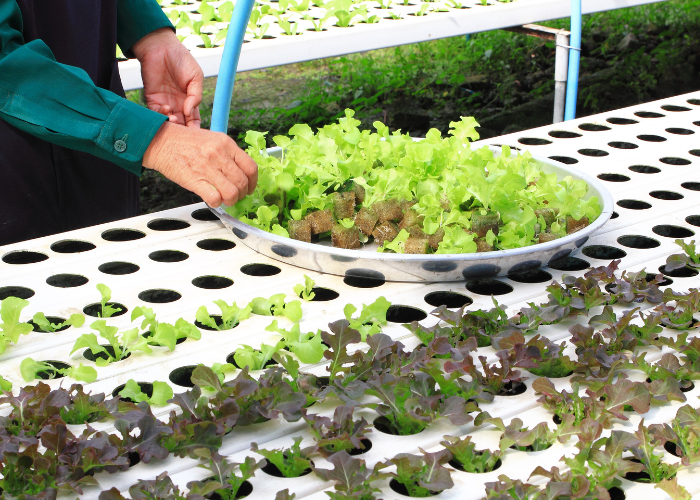 Best Hydroponic Nutrients and Fertilizers